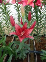 [5311 Firebolt No02.JPG]